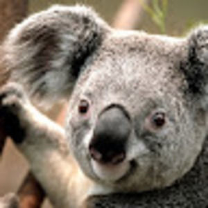 Meet your Posher, Isaac